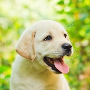 Meet your Posher, Frankie